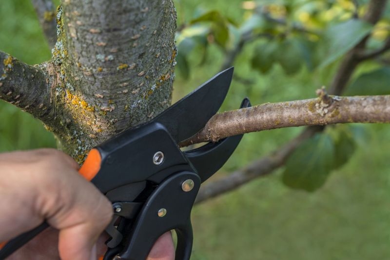 Hickory Tree Removal in Allentown, PA