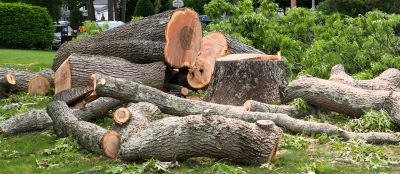 Tree Logging Service
