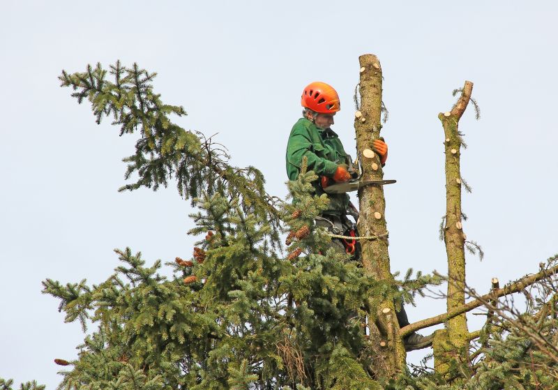 Timber Harvesting