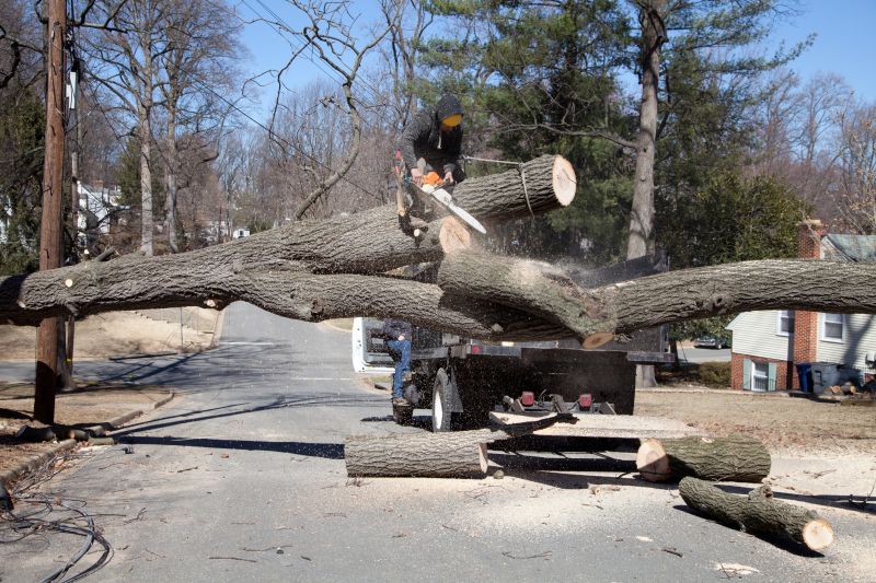 Specialized Tree Removal Contractors