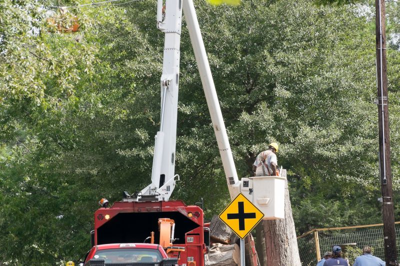 Local Tree Logging Service pros at work